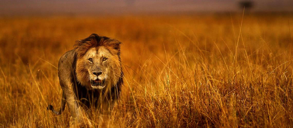 Lion image